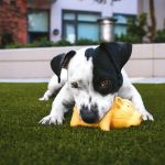 Top Ten Pet Toys