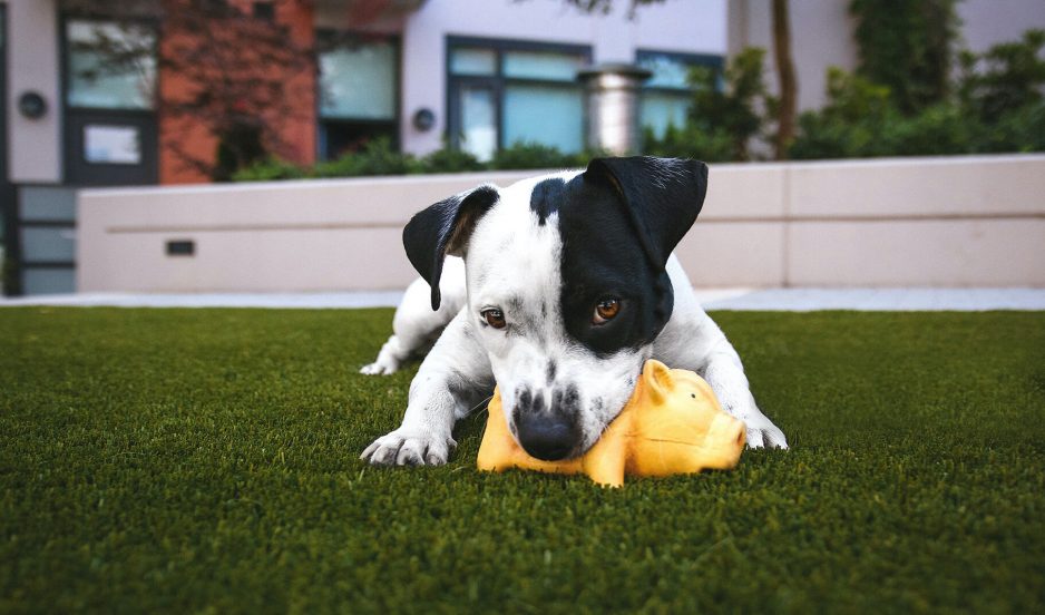 Top Ten Pet Toys